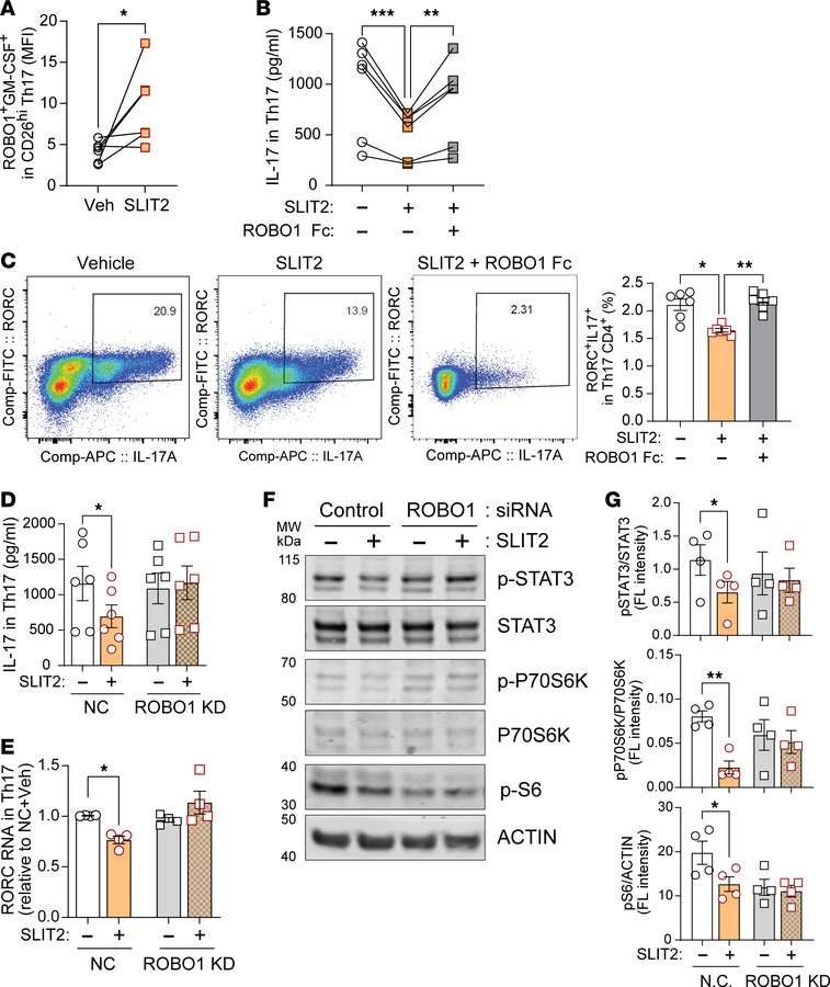 ROBO1 specificity is required for SLIT2-mediated immunomodulation in pso...