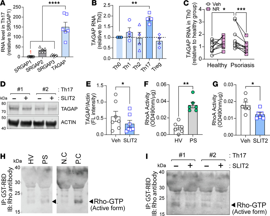 In vivo NR blunts Rho GTPase activity in naive and activated psoriatic C...