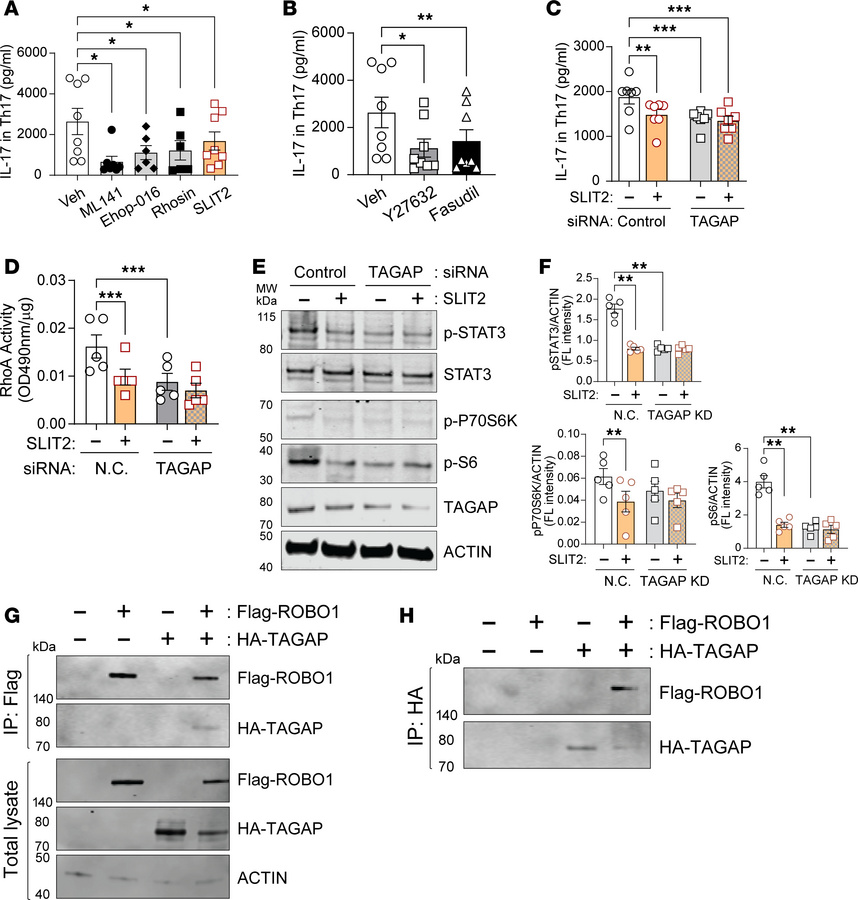 TAGAP mediates SLIT2 regulatory effects in psoriatic Th17 cells.
(A and ...