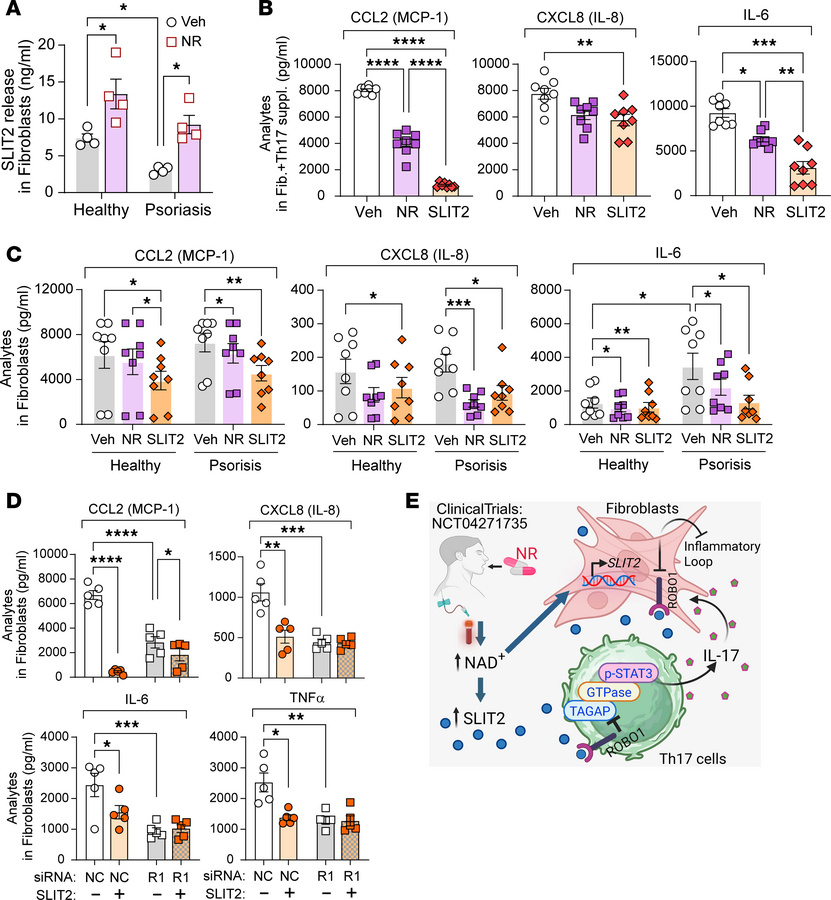 NR reduces fibroblast inflammatory responses via SLIT2 signaling.
(A) SL...
