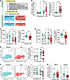 NR supplementation attenuates T cell immune responsiveness.