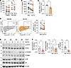 SLIT2 mimics NR effects on Th17 immune responses.
