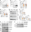 TAGAP mediates SLIT2 regulatory effects in psoriatic Th17 cells.