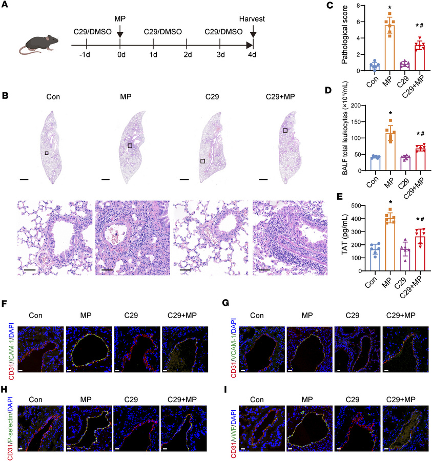 TLR2 inhibition ameliorates endothelial activation in MPP mice (n = 6 mi...