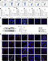Neutrophils induce endothelial activation in MPP mice (n