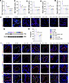Neutrophils promote endothelial activation through NETs in MPP mice (n = 6