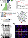 NETs promote endothelial activation through TLR2 and JAK/STAT3 signaling.