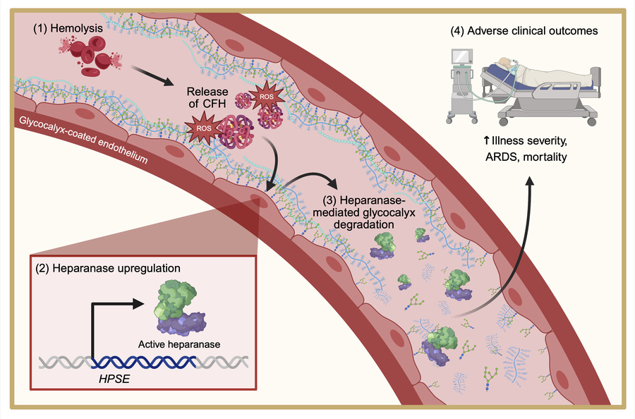graphical abstract