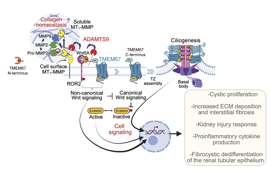 graphical abstract