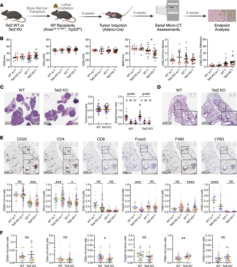 Effects of TET2-mutant CH on LUAD and immune cell repertoire.
(A) Experi...