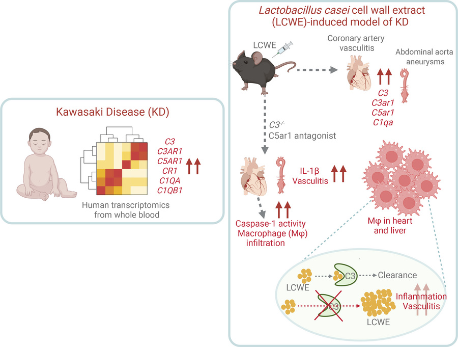 graphical abstract
