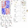Complement pathway expression in abdominal aortas from LCWE-injected mice.