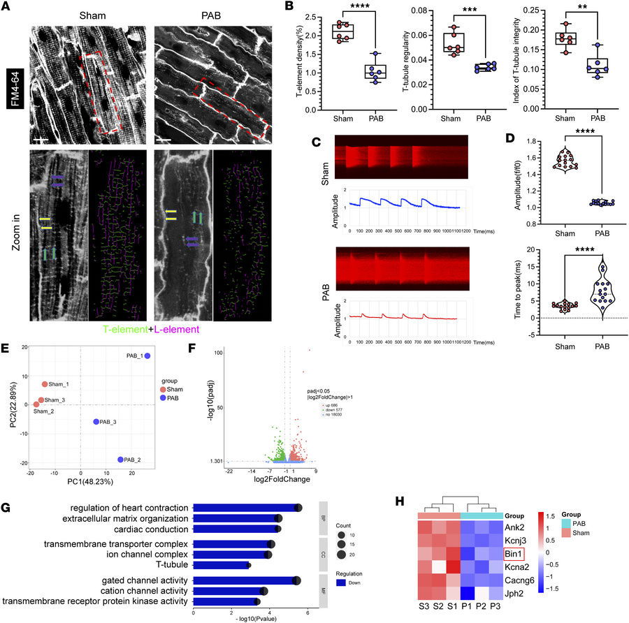 RVPO impairs T-tubule maturation in neonatal rats.
(A) Representative T-...