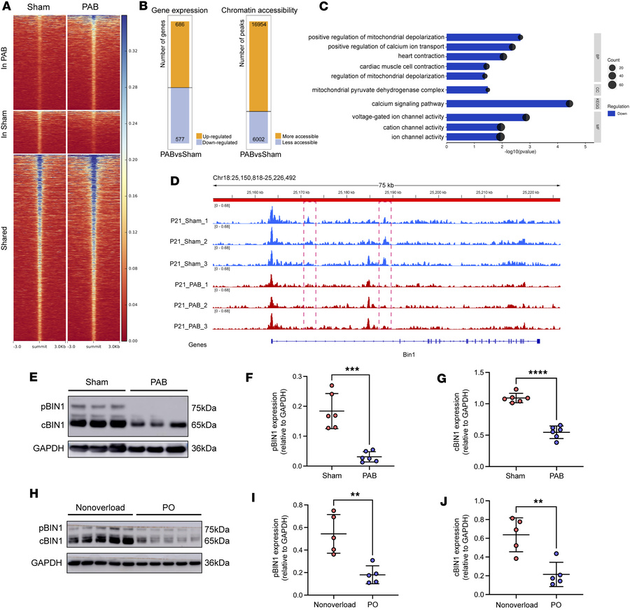 RVPO alters chromatin accessibility of T-tubule–associated genes.
(A) He...