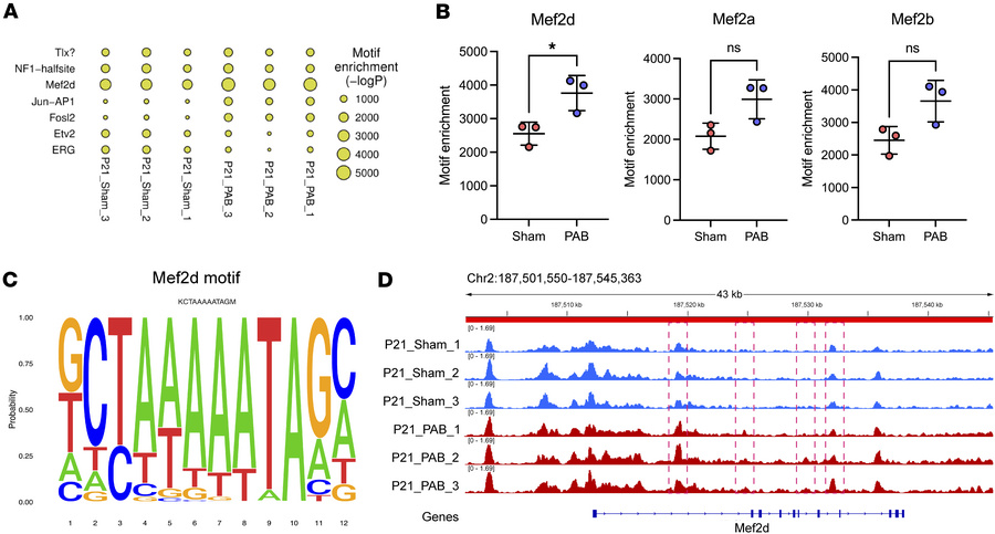 
Mef2d motif is highly enriched in PAB rat RVs.
(A) Dot plot showing enr...
