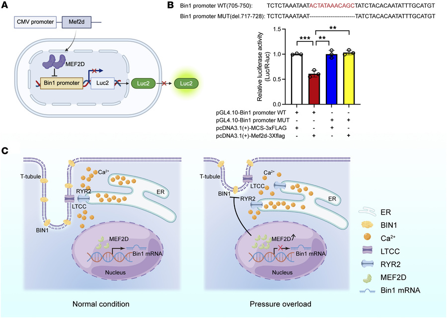 MEF2D inhibits Bin1 promoter activity.
(A) Schematic of the dual-lucifer...