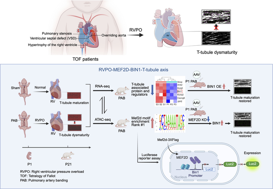 graphical abstract