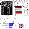 RVPO impairs T-tubule maturation in neonatal rats.
