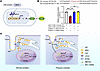 MEF2D inhibits Bin1 promoter activity.