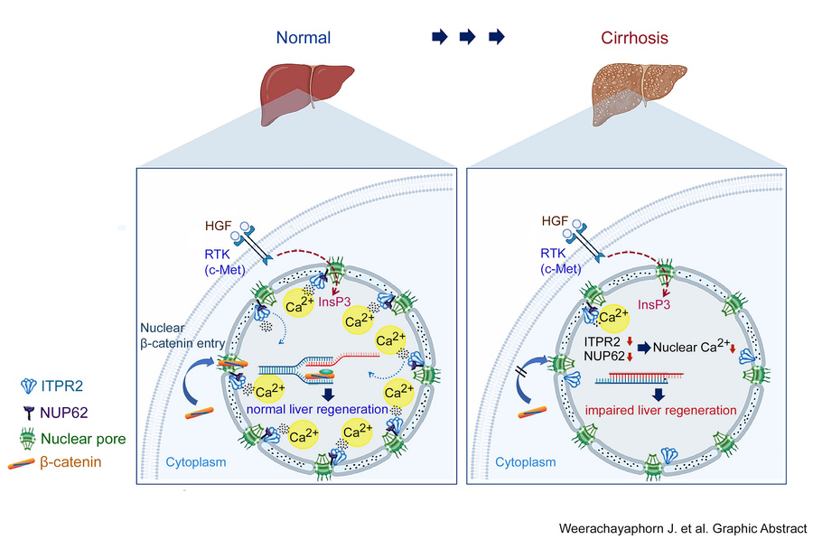 graphical abstract