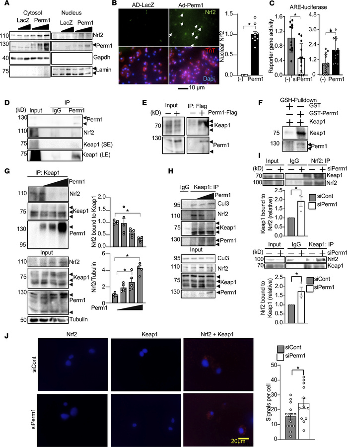 Perm1 interacts with Keap1.
(A and B) Perm1 overexpression promoted nucl...