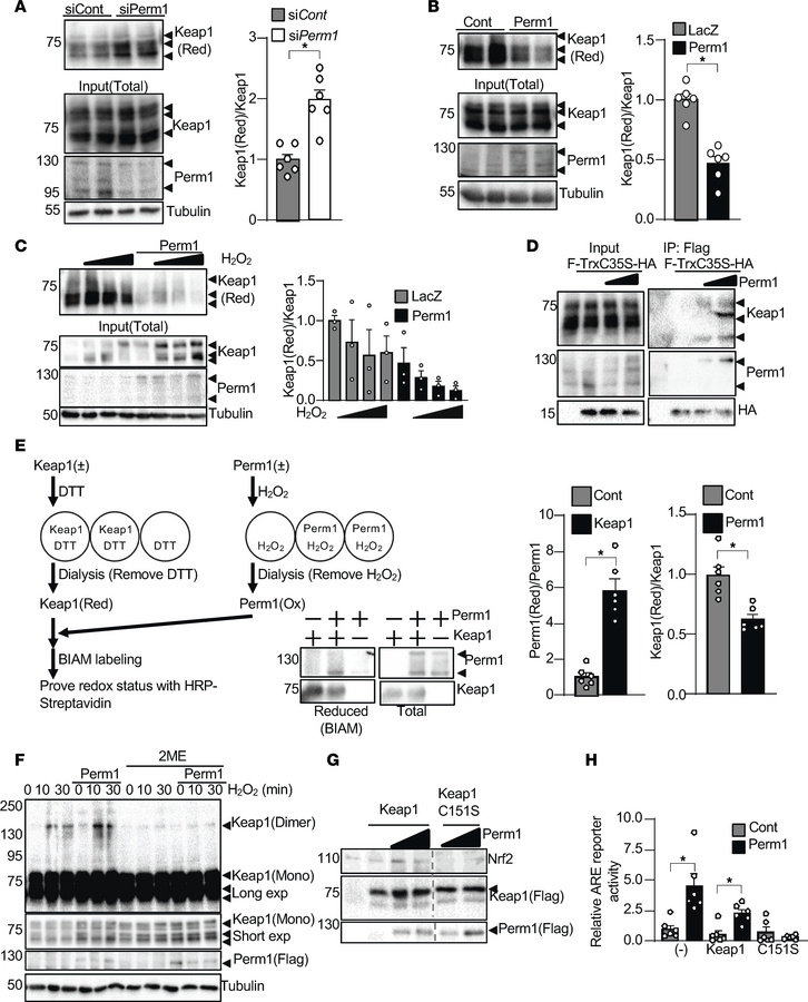 Perm1 promotes Keap1 oxidation.
(A and B) Perm1 promoted Keap1 oxidation...