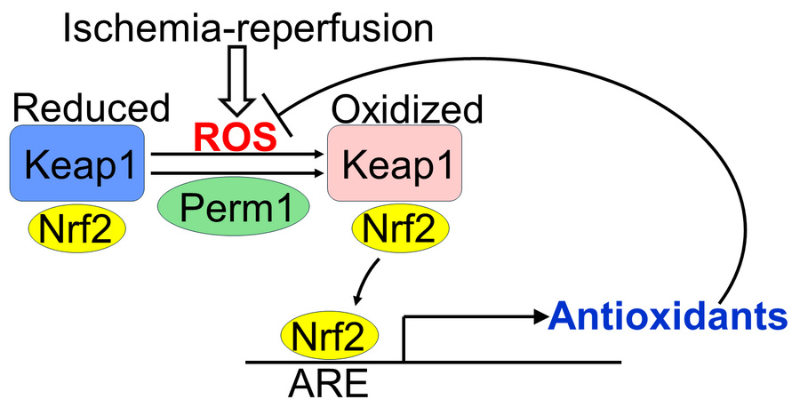 graphical abstract