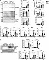 Loss of Perm1 exacerbates IR-induced oxidative stress.