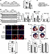 Perm1 promotes Nrf2 activation.