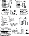 Perm1 promotes Keap1 oxidation.