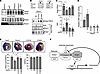 Cys121 and Cys746 residues in Perm1 mediate Keap1 oxidation.