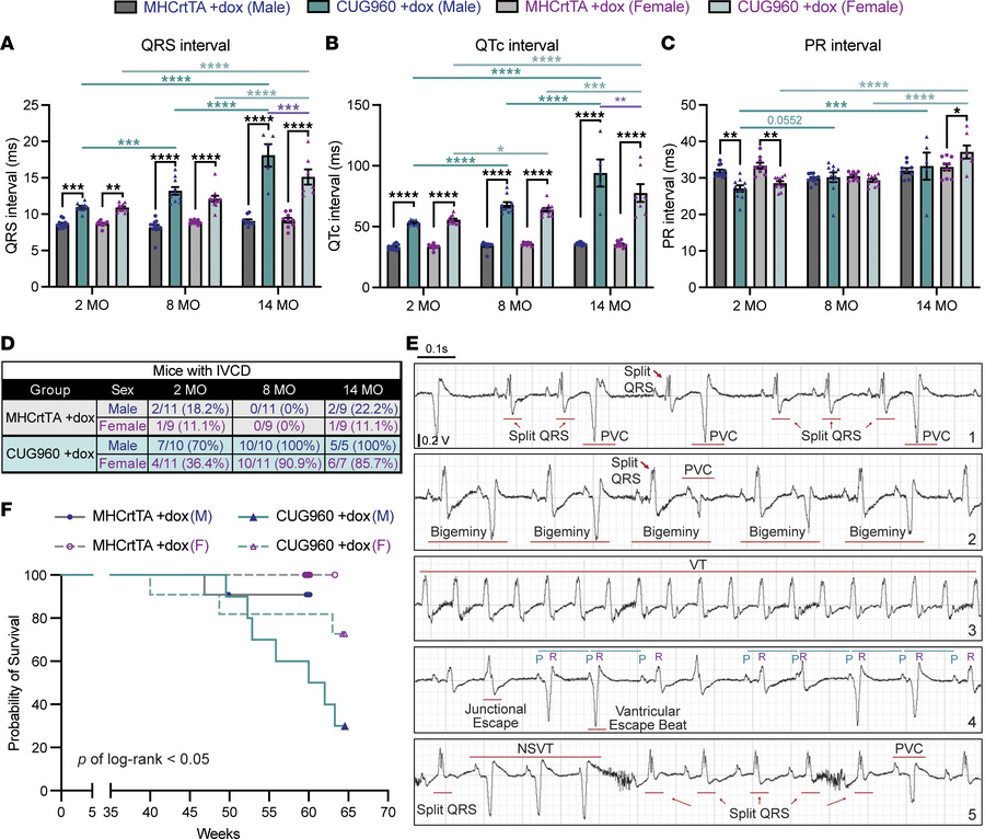 Long-term CUGexp RNA expression resulted in progressive prolongation of ...