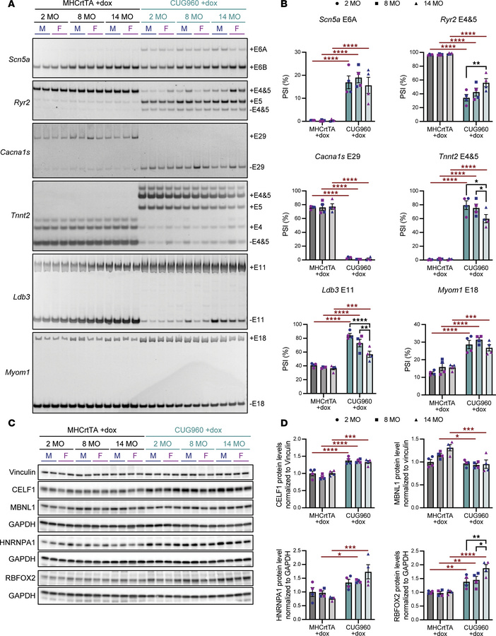 Splicing abnormality and most of misregulated RNA-binding proteins teste...