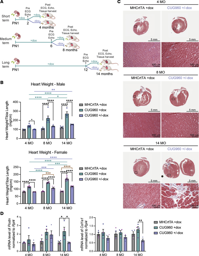 Heart weights and fibrosis marker expression, but not ventricular fibros...