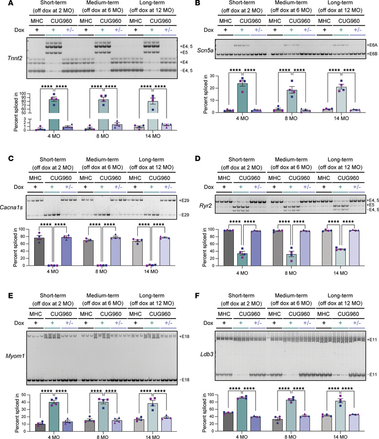 Misregulated splicing events in CUG960 +dox mice returned to control lev...