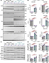 Splicing abnormality and most of misregulated RNA-binding proteins tested d