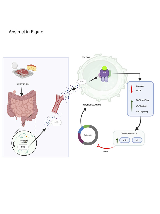 graphical abstract