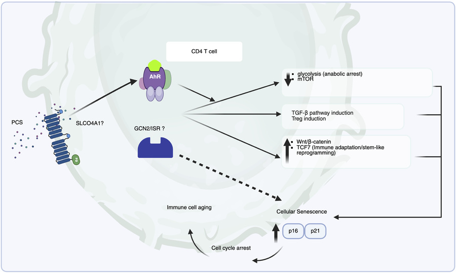 Proposed mechanistic model of PCS-driven CD4+ T cell reprogramming and i...