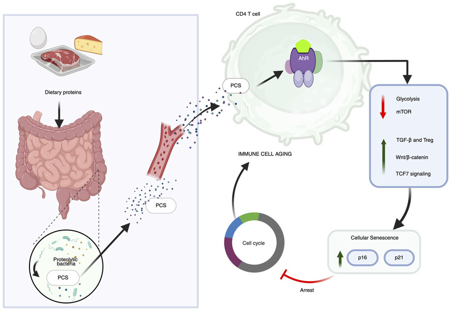graphical abstract