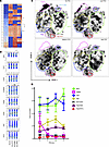 Ex vivo phenotypic characterization of CD4+ T cells stratified by cell-asso