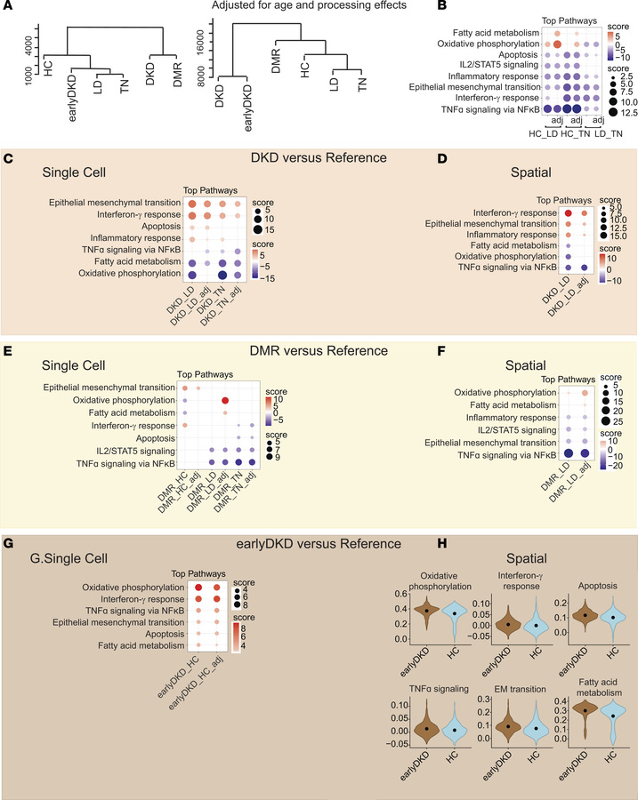 Analysis of the top pathways.
(A) Hierarchical clustering on the right g...