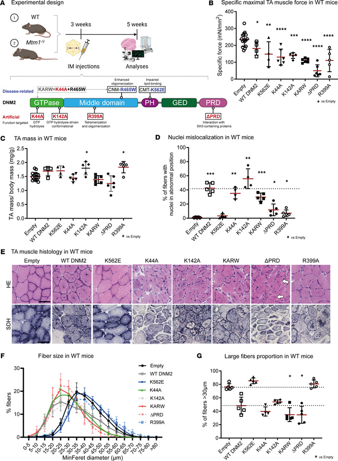 Expression of DNM2 variants in WT muscle induces weakness and differenti...