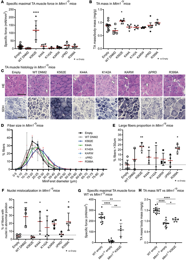Overexpression of the lipid-binding-defective DNM2 K562E mutant improves...