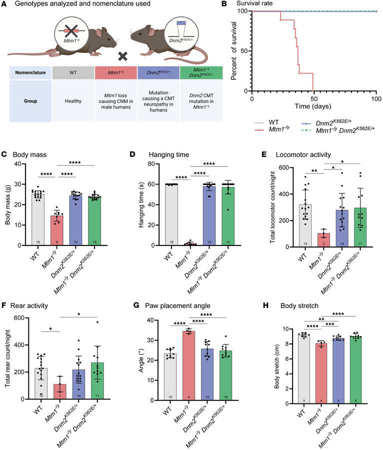 Systemic expression of the DNM2 mutant K562 restores whole-body motor pe...