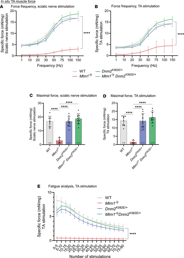 Systemic expression of the DNM2 mutant K562 restores in situ muscle forc...