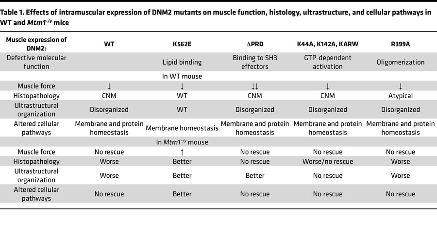 Effects of intramuscular expression of DNM2 mutants on muscle function, ...