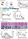 Expression of DNM2 variants in WT muscle induces weakness and differentiall