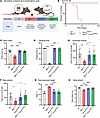 Systemic expression of the DNM2 mutant K562 restores whole-body motor perfo