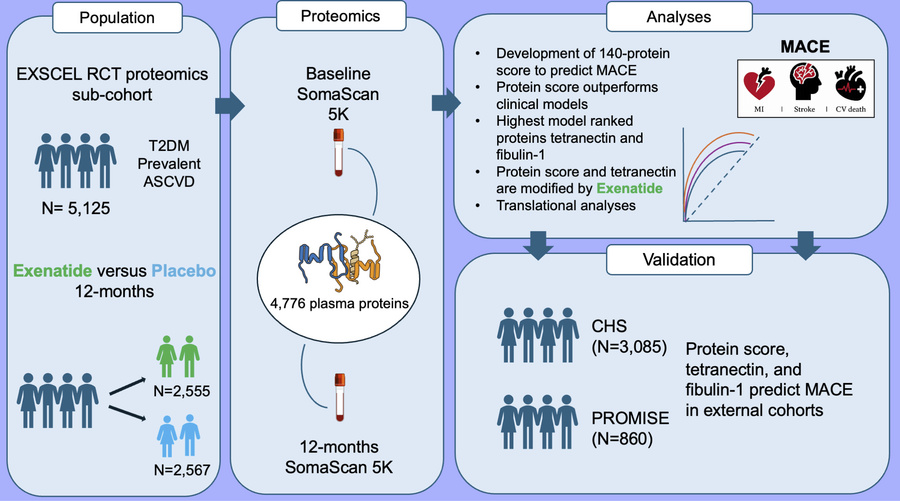 Study overview and analytic workflow.
Overview of the EXSCEL proteomics ...