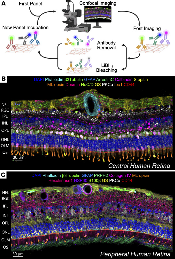 A refined IBEX protocol facilitates generation of a spatial proteomic at...